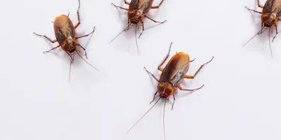 Cockroach pest control  