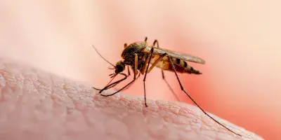 Mosquitoes pest control  