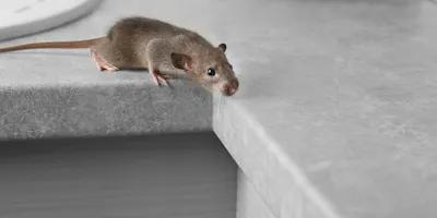 Rats and mice pest control  