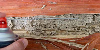 Termites pest control  